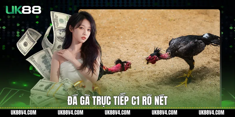 Đá gà trực tiếp C1 rõ nét